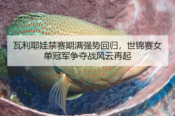 瓦利耶娃禁赛期满强势回归，世锦赛女单冠军争夺战风云再起